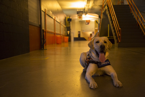 The Guiding Eyes program trains dogs in the Carrier Dome once a month. The setting of the  Dome allows for the dogs to get used to an environment they may end up working in.